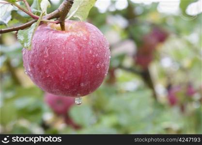 pinkish red apple with morning dew drops during the fall apple harvest in South Carolina