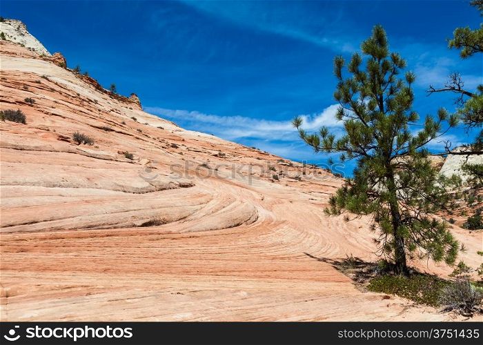 Pinky rocky waves in Zion National Park, USA