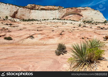 Pinky rocky waves in Zion National Park, USA