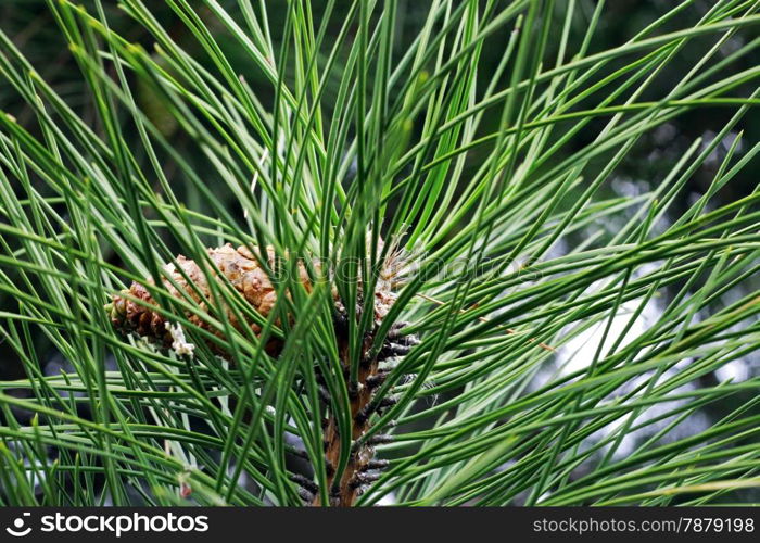 Pinocone hanging on the fir tree branch