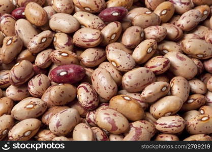 Pinto beans ,Phaseolus vulgaris full frame