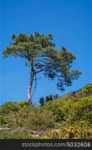 Pinus pinea L. pine tree on green field against blue sky