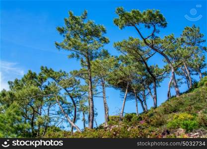 Pinus pinea L. pine trees on green field against blue sky