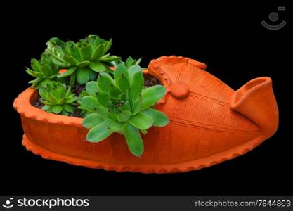 Pinwheel in flowerpot of the shape of traditional serbian footwear isolated on black background