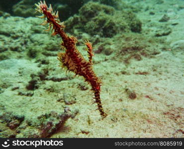 pipefish