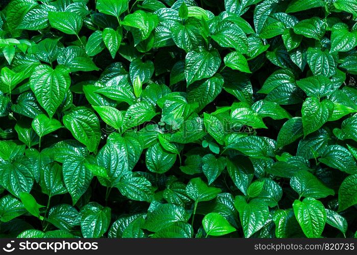 Piper sarmentosum or Chaplo healthy vegetables thai herb green tropical nature plant background.