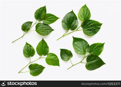 Piper sarmentosum or Wildbetal leafbush on white background