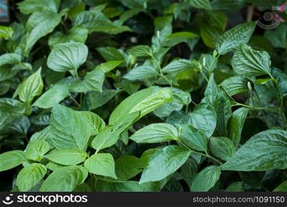 Piper sarmentosum or Wildbetal leafbush Thai herb