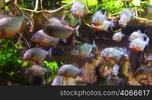 Piranha (Colossoma macropomum) in an aquarium on a green background