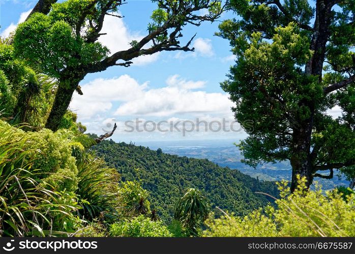 Pirongia Mountain, Waikato, New Zealand. Vista of Mt Pirongia in New Zealand from near the summit