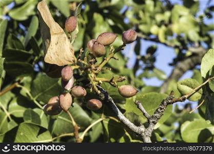 Pistachio tree. Close up branch with fruits