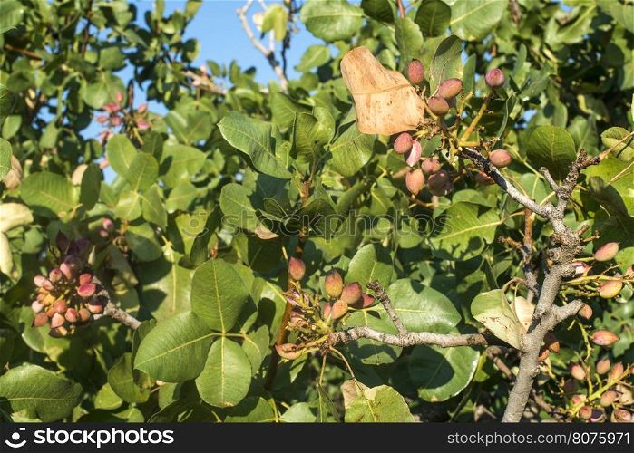 Pistachio tree. Close up branch with fruits. Greece