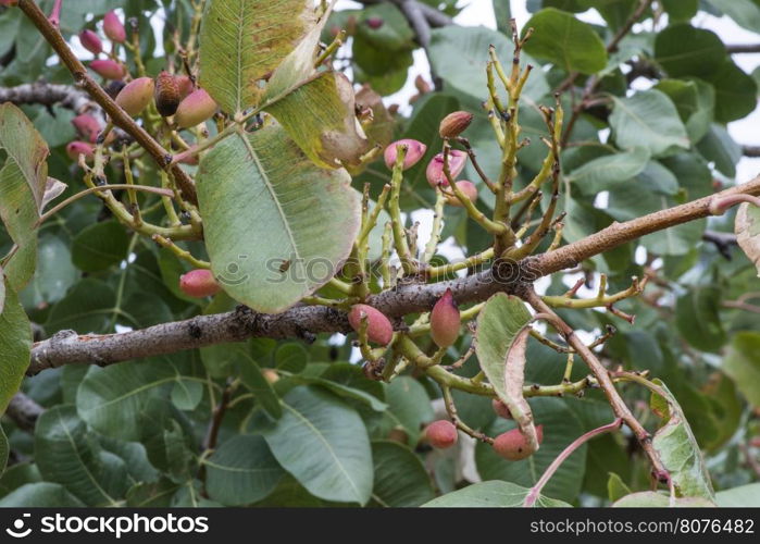 Pistachio tree. Close up branch with fruits. Greece