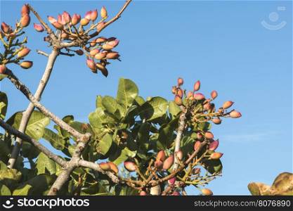 Pistachio tree. Close up branch with fruits. Greece