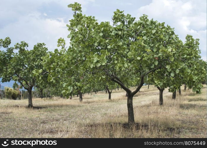 Pistachio trees in Greece. Pistachio plantation