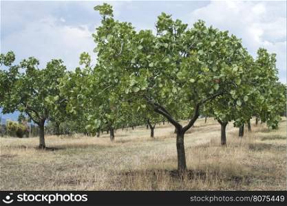 Pistachio trees in Greece. Pistachio plantation