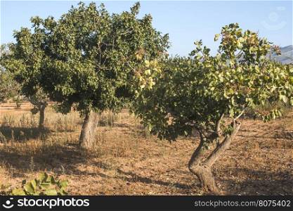 Pistachio trees in Greece. Pistachio plantation. Greece