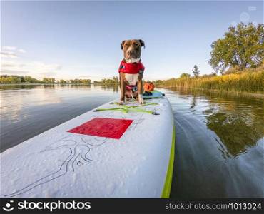 Pit bull terrier dog in a life jacket on an inflatable stand up paddleboard, fall in northern Colorado, travel and vacation with your pet concept