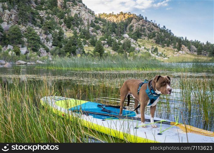 Pit bull terrier dog on an inflatable stand up paddleboard, summer scenery on a calm lake in Colorado Rocky Mountains, travel and vacation concept