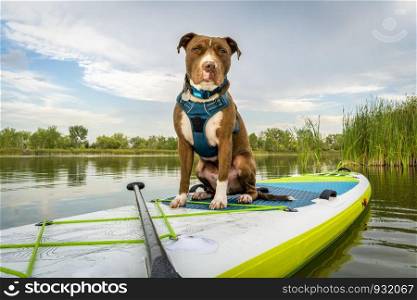 Pit bull terrier dog on an inflatable stand up paddleboard, summer scenery with green reeds, travel and vacation with your pet concept