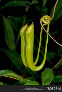 Pitcher Plant, carnivorous plants with modified leaves known as pitfall traps Meghalaya, India