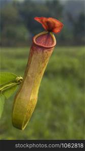 Pitcher Plant, Carnivorous plants with modified leaves known with pitfall traps, Meghalaya, India