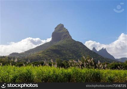 Piton de la Petite with sugarcane blossom mountain in Mauritius.. Piton de la Petite with sugarcane blossom mountain in Mauritius