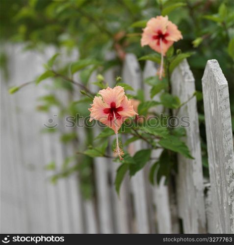Placencia, Flowers on Fence