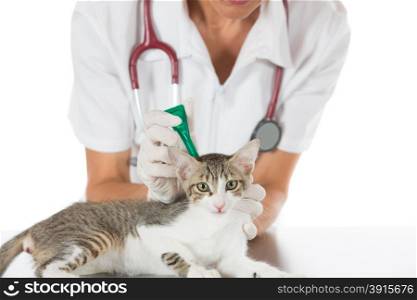 Placing a pipette veterinary antiparasitic a cat in clinic