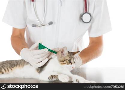 Placing a pipette veterinary antiparasitic a cat in clinic