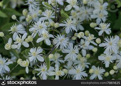 Plain clematis (Clematis vitalba), Old Man&rsquo;s Beard or Traveler&rsquo;s Joy, bushy plant blossom