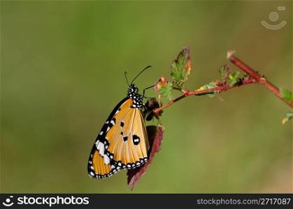 Plain Tiger. A beautiful plain tiger butterfly on a bright sunny day