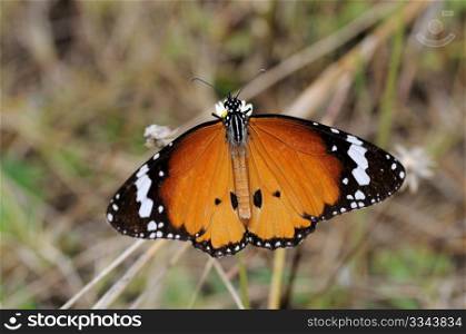 plain tiger butterfly