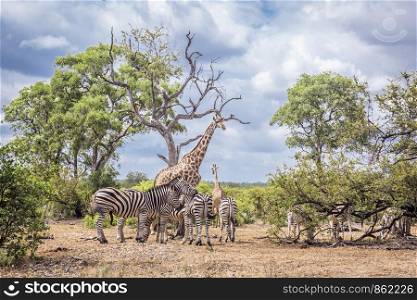 Plains zebra and giraffe in Kruger scenery National park, South Africa ; Specie Equus quagga burchellii family of Equidae. Plains zebra and giraffe in Kruger National park, South Africa
