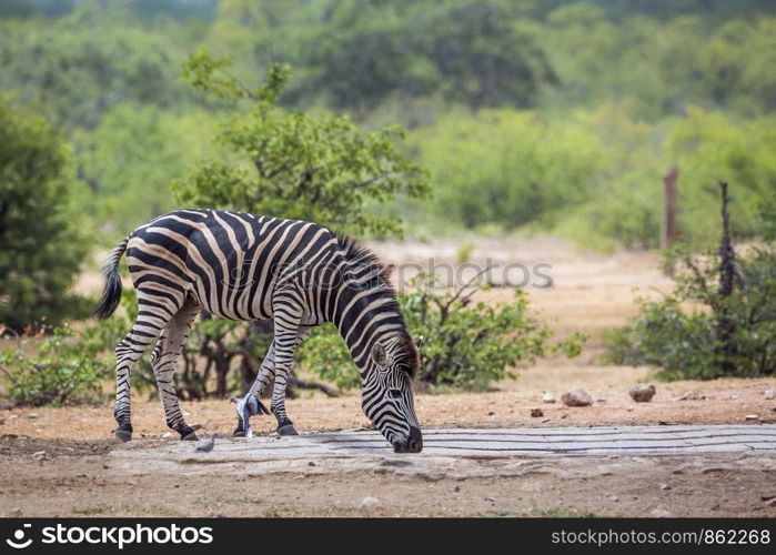 Plains zebra drinking in pond in Kruger National park, South Africa ; Specie Equus quagga burchellii family of Equidae. Plains zebra in Kruger National park, South Africa