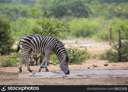 Plains zebra drinking in pond in Kruger National park, South Africa ; Specie Equus quagga burchellii family of Equidae. Plains zebra in Kruger National park, South Africa