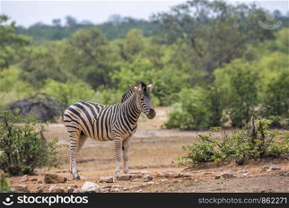 Plains zebra in green savannah in Kruger National park, South Africa ; Specie Equus quagga burchellii family of Equidae. Plains zebra in Kruger National park, South Africa