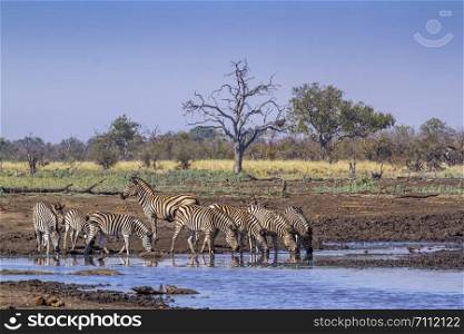 Plains zebra in Kruger National park, South Africa ; Specie Equus quagga burchellii family of Equidae. Plains zebra in Kruger National park, South Africa