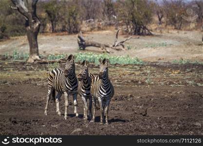 Plains zebra in Kruger National park, South Africa ; Specie Equus quagga burchellii family of Equidae. Plains zebra in Kruger National park, South Africa