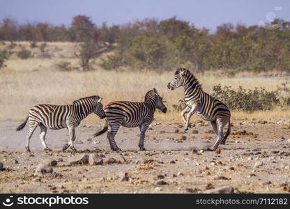 Plains zebra in Kruger National park, South Africa ; Specie Equus quagga burchellii family of Equidae. Plains zebra in Kruger National park, South Africa