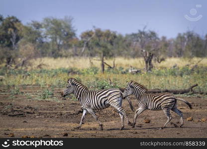 Plains zebra in Kruger National park, South Africa ; Specie Equus quagga burchellii family of Equidae. Plains zebra in Kruger National park, South Africa