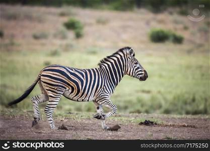 Plains zebra running in Kruger National park, South Africa ; Specie Equus quagga burchellii family of Equidae. Plains zebra in Kruger National park, South Africa