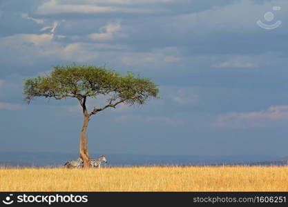 Plains zebras (Equus burchelli) and tree in grassland, Masai Mara National Reserve, Kenya
