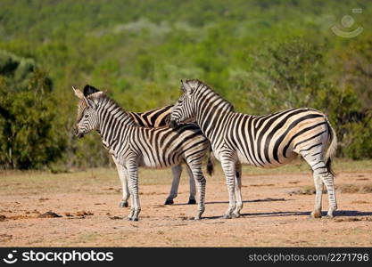 Plains zebras  Equus burchelli  in natural habitat, Kruger National Park, South Africa 