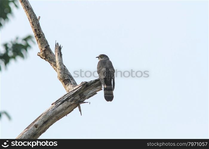 Plaintive Cuckoo(Cacomantis merulinus) catch on the branch in nature
