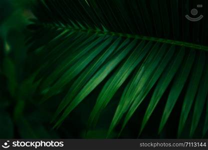 Plam leaves natural green pattern on dark background / Leaf beautiful in the tropical forest plant jungle