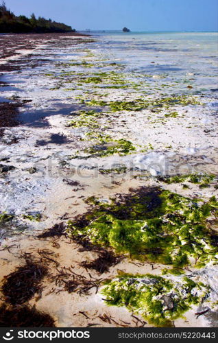 plant africa coastline froth foam in the blue lagoon relax of zanzibar