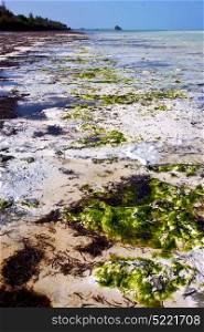 plant africa coastline froth foam in the blue lagoon relax of zanzibar