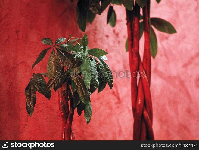 Plant against red wall