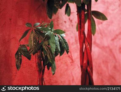 Plant against red wall